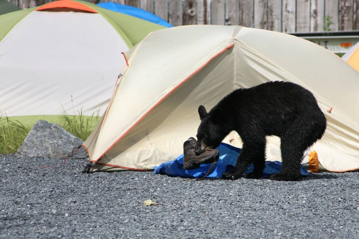 Will a bear attack you in a tent?