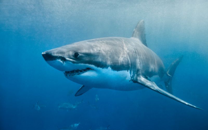 What to do if you encounter a shark while diving