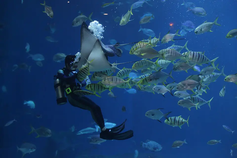 Exploring the Unseen Wonders: Scuba Diving and Its Extraordinary Marine Life Encounters