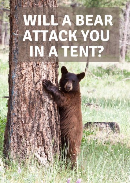 will a bear attack you in a tent