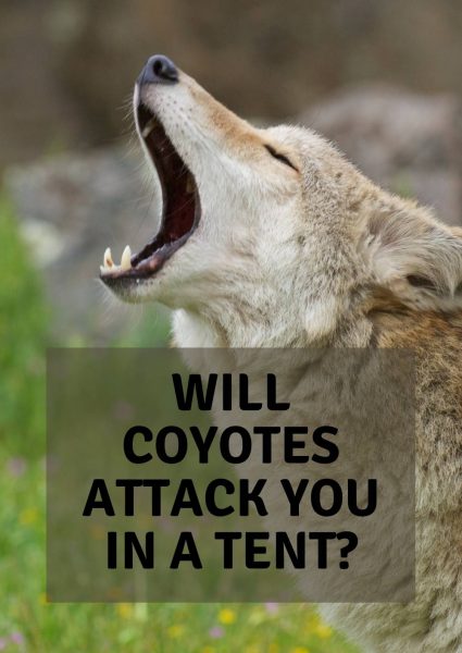 will coyotes attack you in a tent